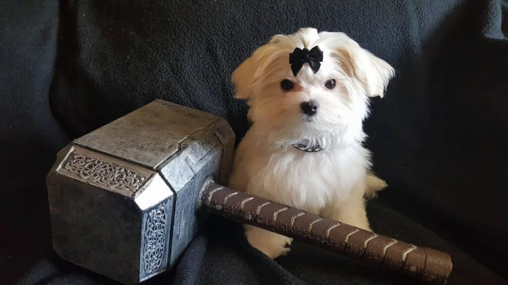 Thor, a white Maltese father at Happy Tails Maltipoos