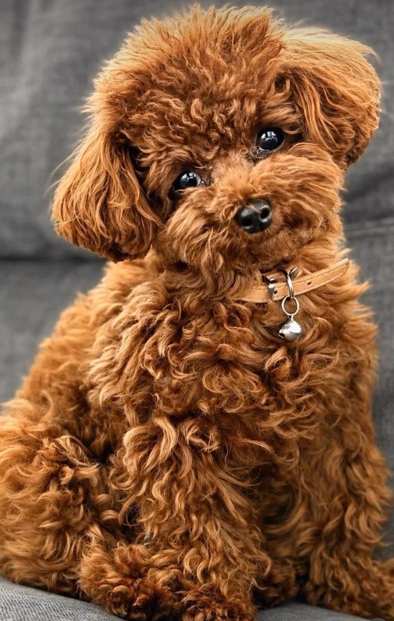 Mae, a red Mini Poodle mother at Happy Tails Maltipoos