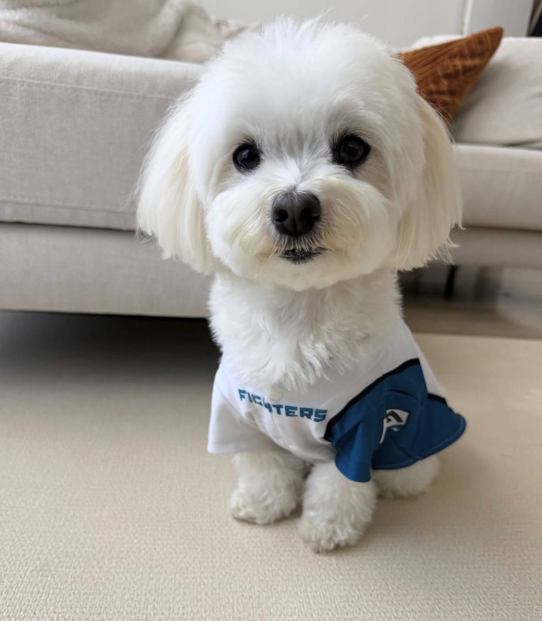 Luna, a white Maltese mother at Happy Tails Maltipoos