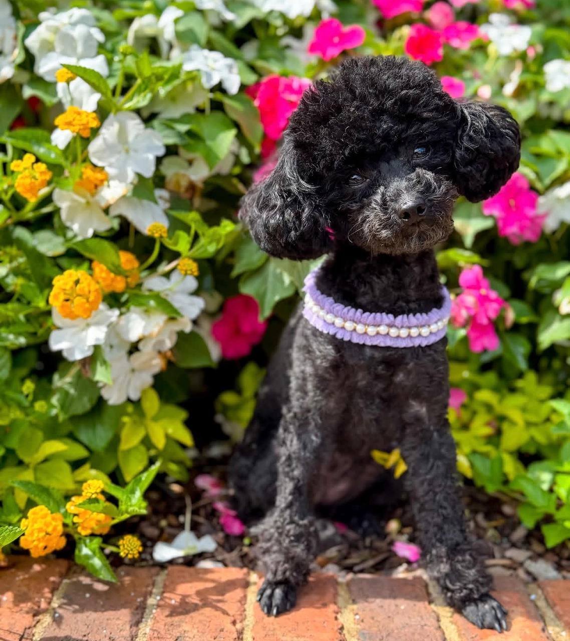 Thelma, a black Toy Poodle mother at Happy Tails Maltipoos