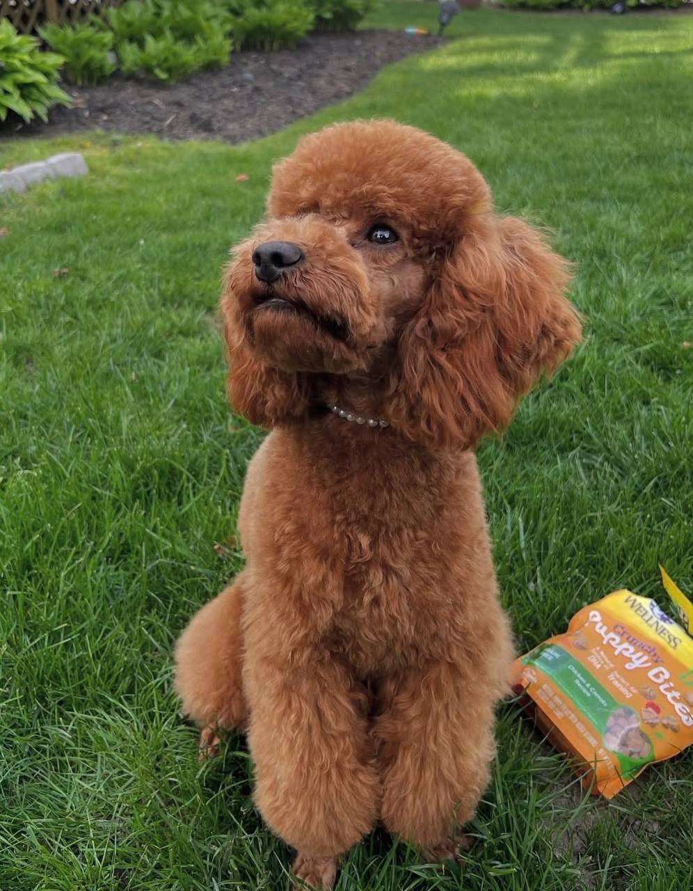 Gemma, a red Toy Poodle mother at Happy Tails Maltipoos