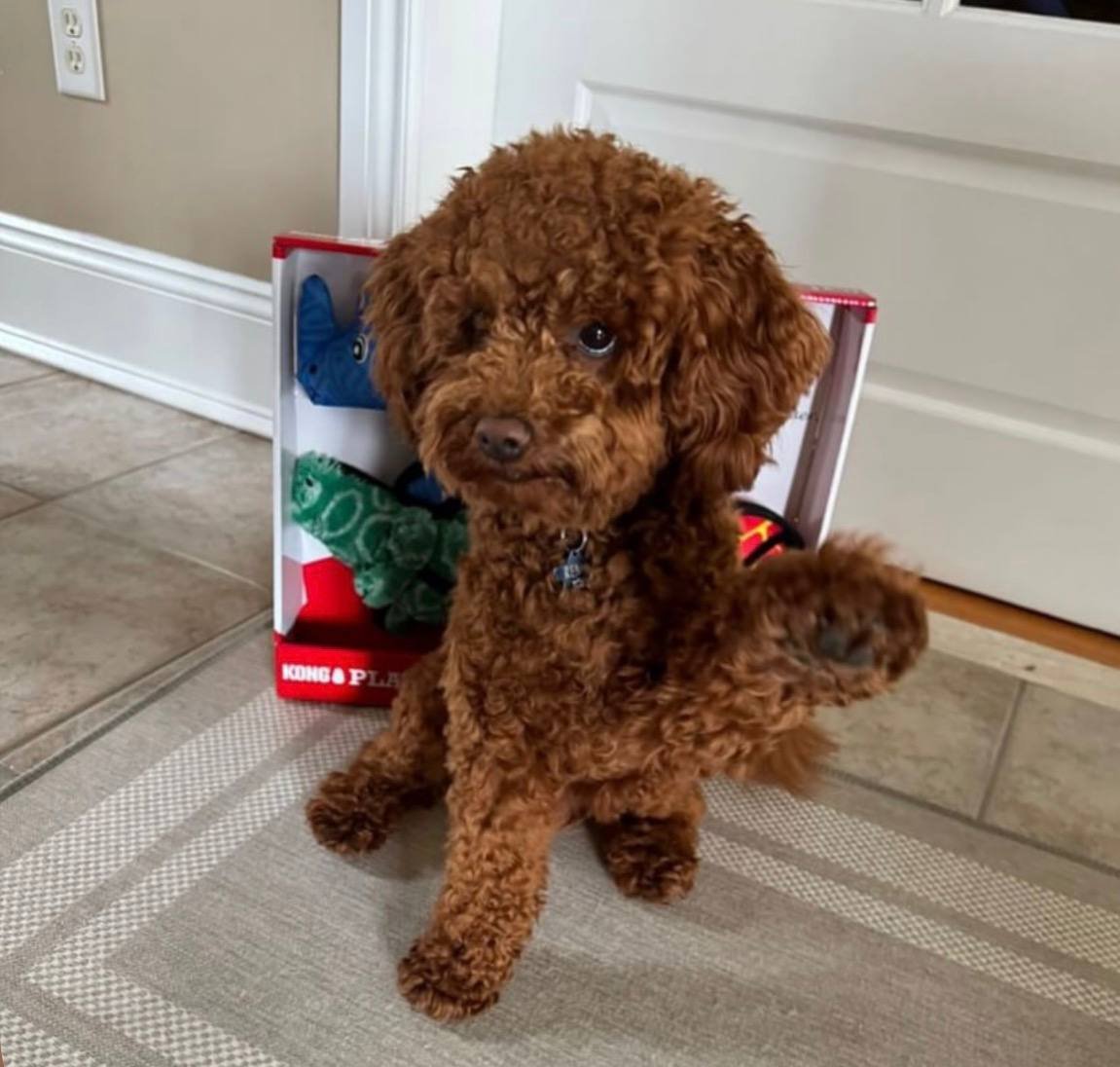 Bansky, a red Maltipoo father at Happy Tails Maltipoos